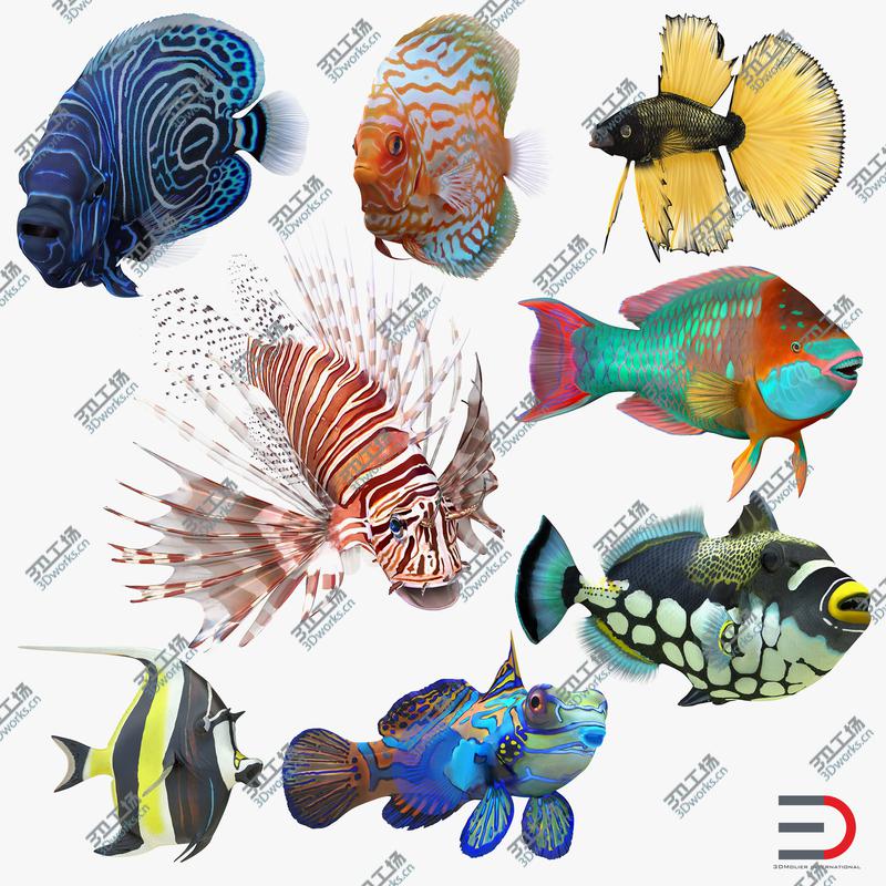 images/goods_img/202104092/Coral Fishs Collection 2 Rigged/1.jpg